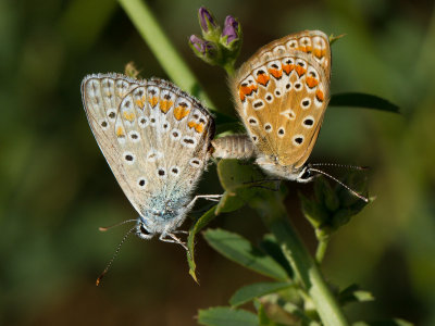 Icarusblauwtje / Common Blue / Polyommatus icarus 