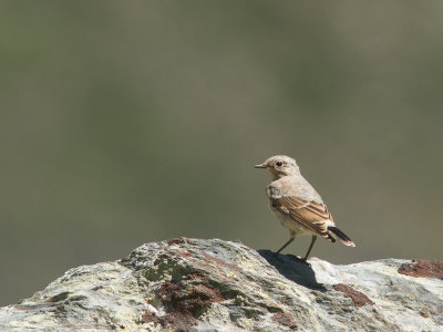 Tapuit / Northern Wheatear / Oenanthe oenanthe 