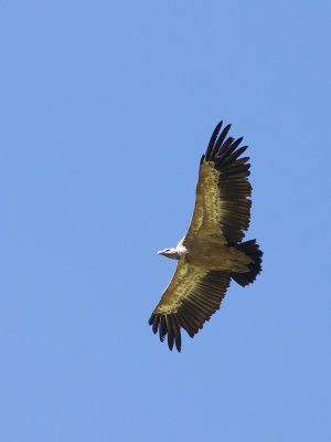 Vale gier / Griffon Vulture / Gyps fulvus