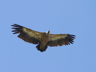 Vale gier / Griffon Vulture / Gyps fulvus 