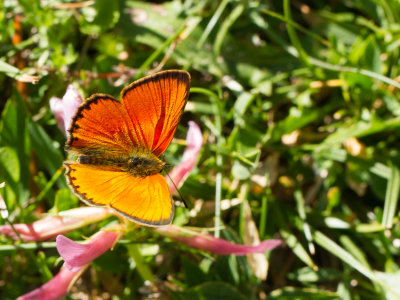 Morgenrood / Scarce Copper / Lycaena virgaureae