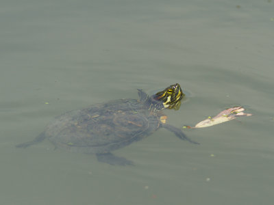 Geelwangschildpad / Cumberland slider / Trachemys scripta troosti