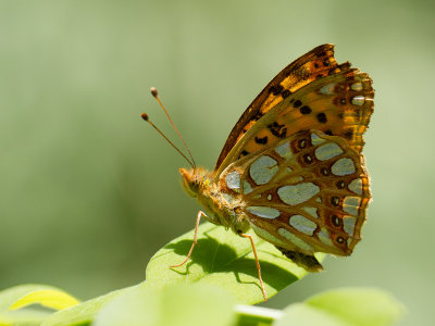Kleine parelmoervlinder / Queen of Spain Fritillary / Issoria lathonia 