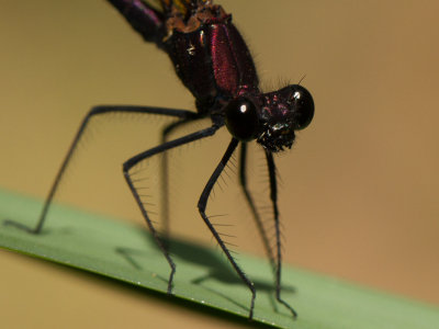 Koperen beekjuffer / Copper Demoiselle  / Calopteryx haemorrhoidalis