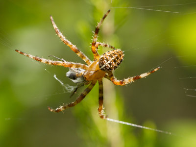 Kruisspin / European garden spider / Araneus diadematus 
