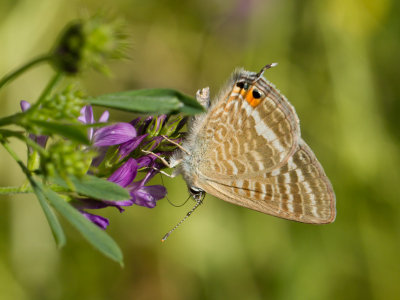 Tijgerblauwtje / Long-tailed Blue / Lampides boeticus