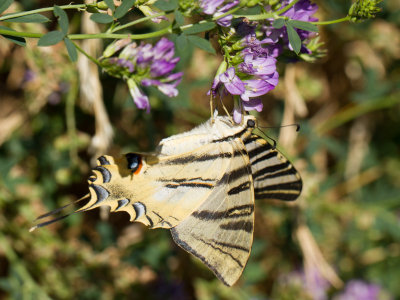 Spaanse Koningspage / Southern Scarce Swallowtail / Iphiclides feisthamlii