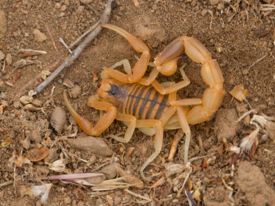 Mediterane schorpioen / Common Yellow Scorpion / Buthus occitanus