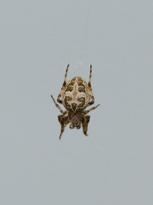 Brugspin / Bridge Spider / Larinioides sclopetarius