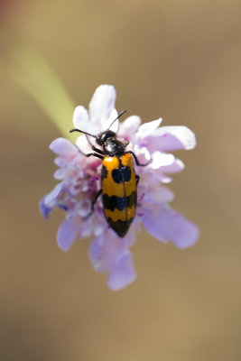 Mylabris variabilis (fam. Oliekevers / Blister Beetles)
