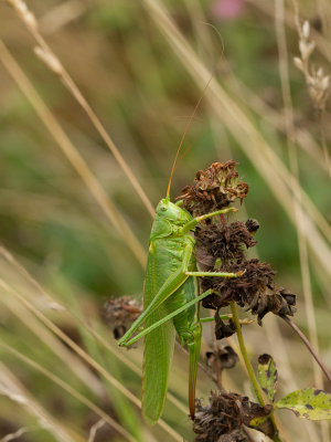 Grote groene sabelsprinkhaan / Great Green Bush-Cricket / Tettigonia viridissima 