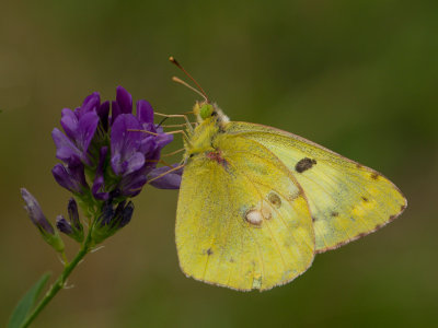 Gele luzernevlinder / Pale Clouded Yellow / Colias hyale