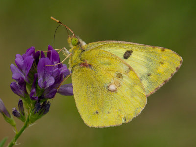 Gele luzernevlinder / Pale Clouded Yellow / Colias hyale