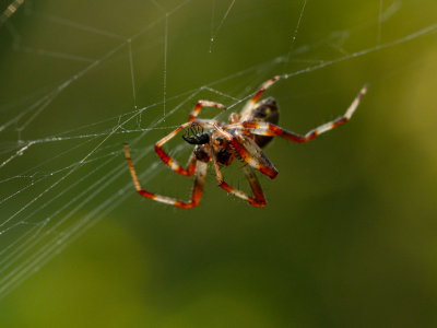 Marmerspin / Marbled Orb-weaver / Araneus marmoreus