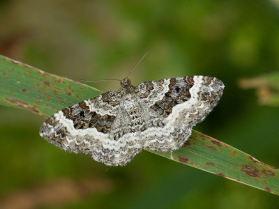 Gewone bandspanner / Common Carpet / Epirrhoe alternata