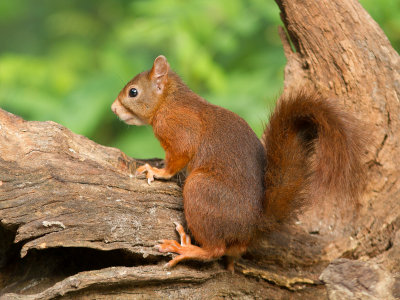 Rode eekhoorn / Red Squirrel / Sciurus vulgaris