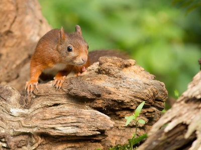 Rode eekhoorn / Red Squirrel / Sciurus vulgaris