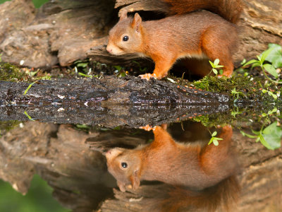 Rode eekhoorn / Red Squirrel / Sciurus vulgaris