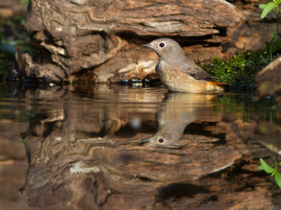 Gekraagde roodstaart / Common Redstart / Phoenicurus phoenicurus