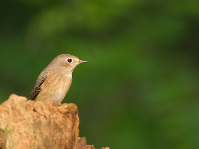 Gekraagde roodstaart / Common Redstart / Phoenicurus phoenicurus