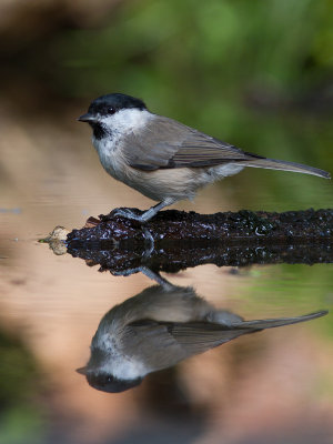 Glanskop / Marsh Tit / Poecile palustris