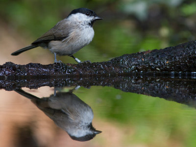 Glanskop / Marsh Tit / Poecile palustris