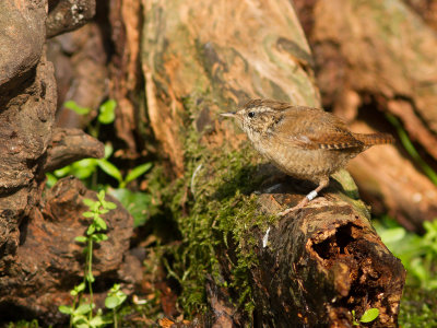 Winterkoning / Northern Wren / Troglodytes Troglodytes