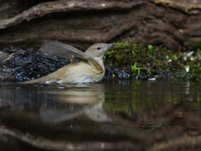 Tuinfluiter / Garden Warbler / Sylvia borin