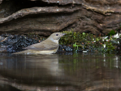 Tuinfluiter / Garden Warbler / Sylvia borin
