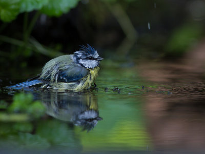 Pimpelmees / Blue Tit / Cyanistes caeruleus