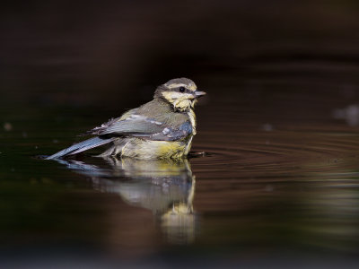Pimpelmees / Blue Tit / Cyanistes caeruleus