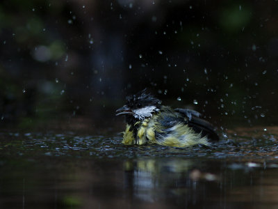 Koolmees / Great Tit / Parus major