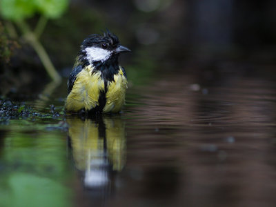 Koolmees / Great Tit / Parus major