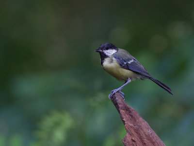 Koolmees / Great Tit / Parus major