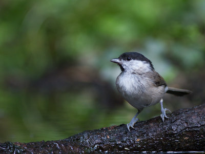Glanskop / Marsh Tit / Poecile palustris