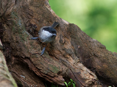 Glanskop / Marsh Tit / Poecile palustris