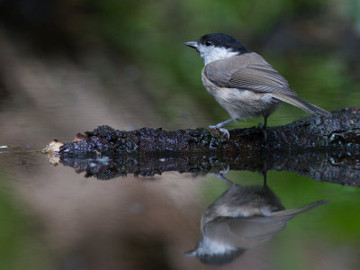 Glanskop / Marsh Tit / Poecile palustris