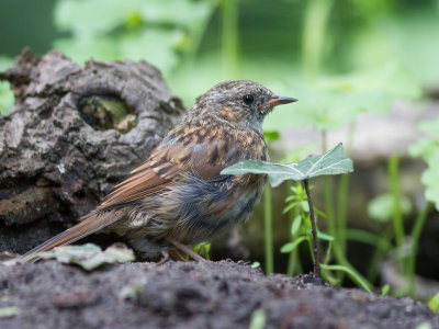 Heggenmus/ Dunnock / Prunella modularis