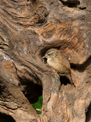 Winterkoning / Northern Wren / Troglodytes Troglodytes