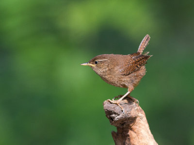 Winterkoning / Northern Wren / Troglodytes Troglodytes