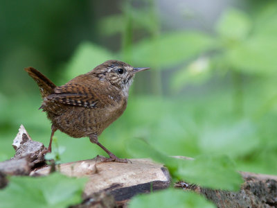 Winterkoning / Northern Wren / Troglodytes Troglodytes