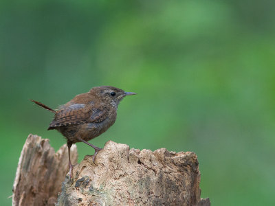 Winterkoning / Northern Wren / Troglodytes Troglodytes
