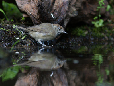 Zwartkop / Blackcap / Sylvia atricapilla