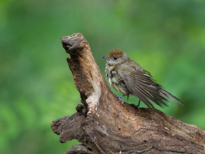 Zwartkop / Blackcap / Sylvia atricapilla