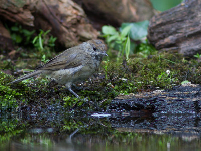 Zwartkop / Blackcap / Sylvia atricapilla
