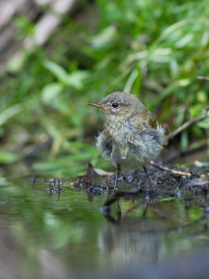 Tjiftjaf / Chiffchaff / Phylloscopus collybita