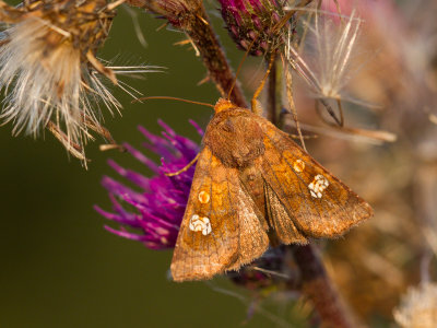 Roodbruine vlekuil / Ear Moth / Amphipoea oculea