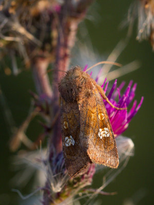 Roodbruine vlekuil / Ear Moth / Amphipoea oculea