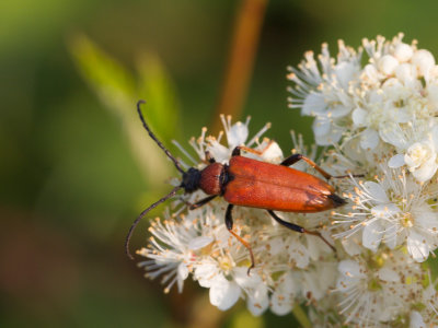 Rode smalbok / longhorn beetle / Corymbia rubra