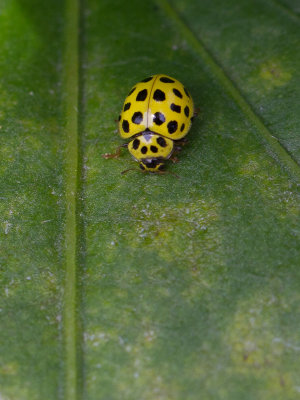 Citroenlieveheersbeestje / 22-Spot Ladybird / Psyllobora vigintiduopunctata 